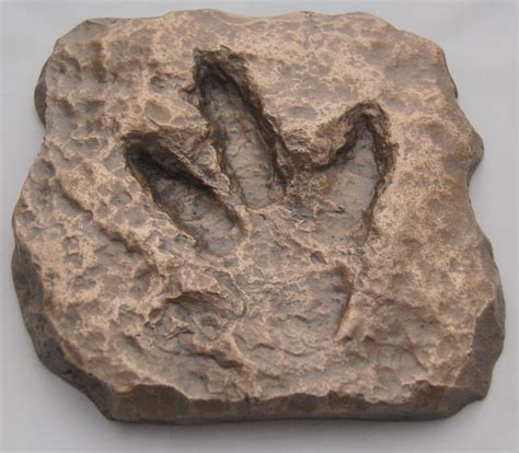 replica fossil|dinosaur footprint fossils for sale.